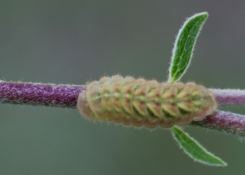Gray Hairstreak caterpillar